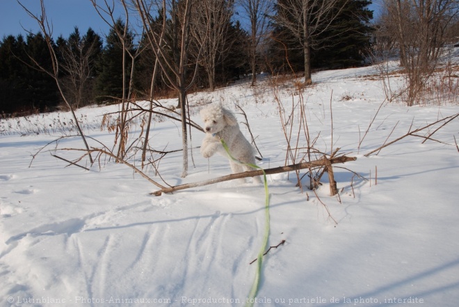 Photo de Caniche moyen