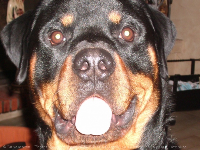 Photo de Rottweiler