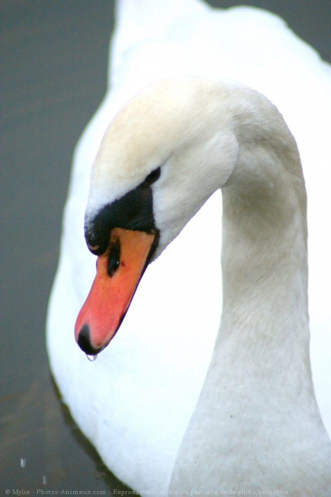 Photo de Cygne