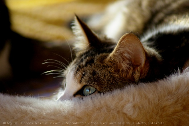 Photo de Chat domestique