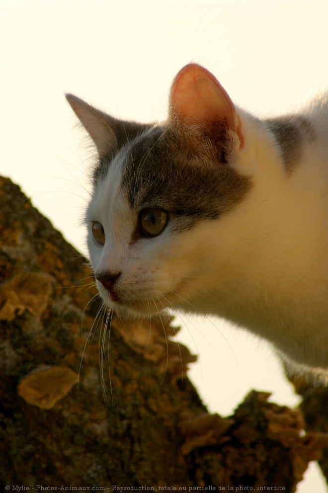 Photo de Chat domestique