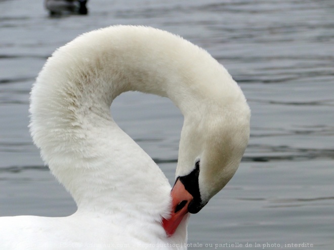 Photo de Cygne