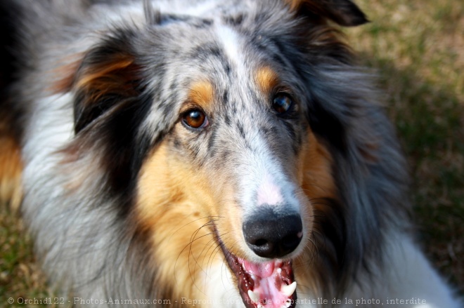 Photo de Chien de berger des shetland