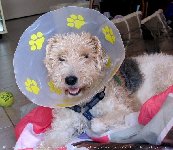 Photo de Fox terrier  poil dur