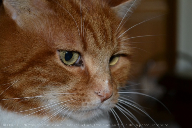 Photo de Chat domestique