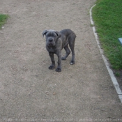 Photo de Chien de cour italien