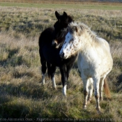 Photo de Races diffrentes