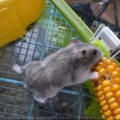 Photo de Hamster