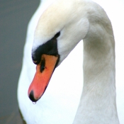 Photo de Cygne