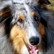 Photo de Chien de berger des shetland