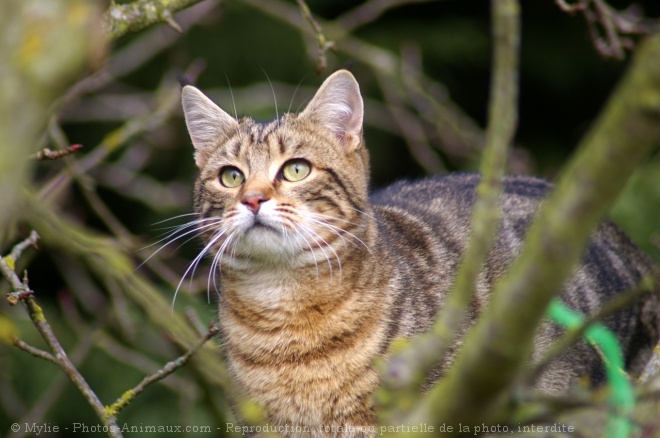 Photo de Chat domestique