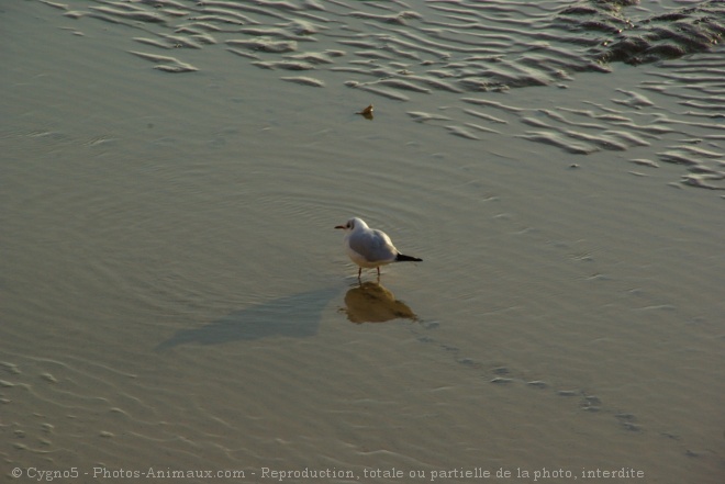 Photo de Mouette