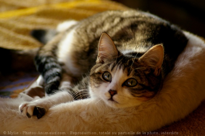 Photo de Chat domestique