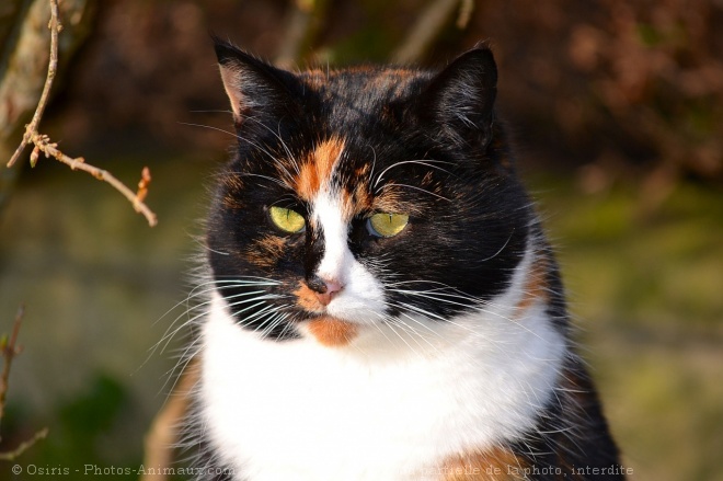 Photo de Chat domestique