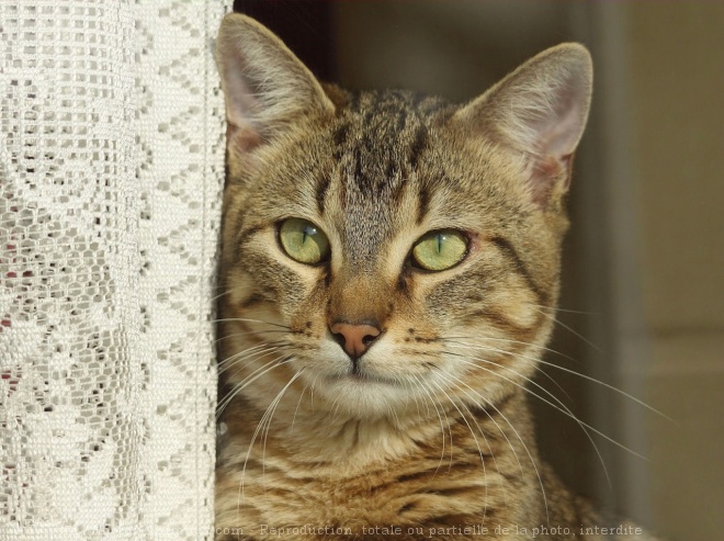 Photo de Chat domestique