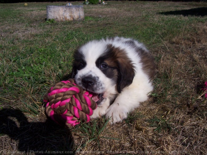 Photo de Saint-bernard poil long