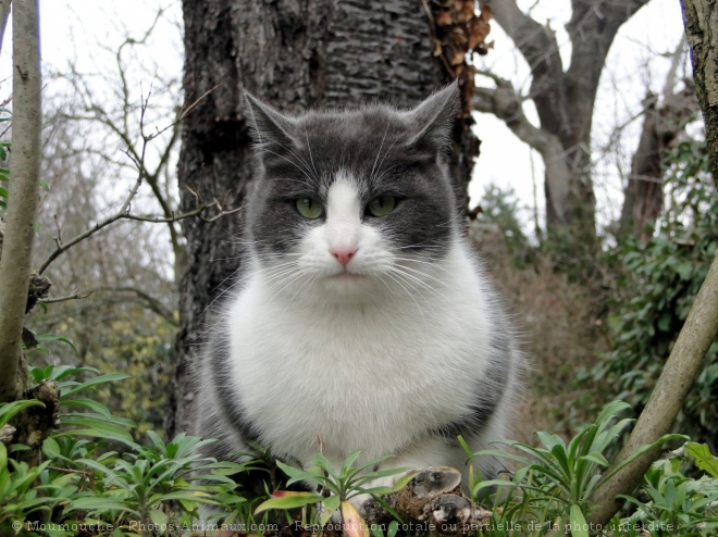 Photo de Chat domestique