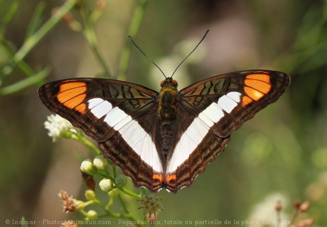 Photo de Papillon