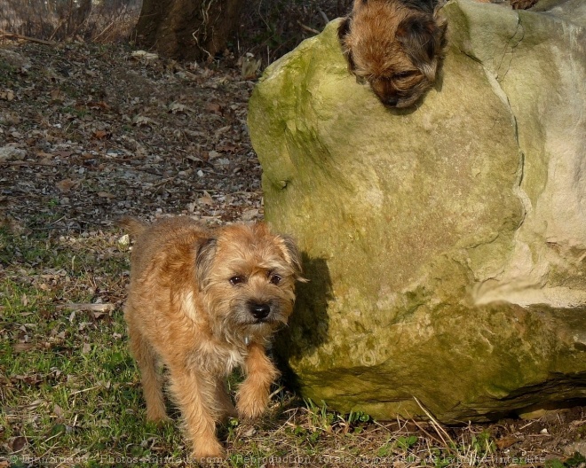 Photo de Border terrier