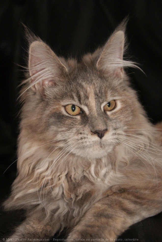 Photo de Maine coon