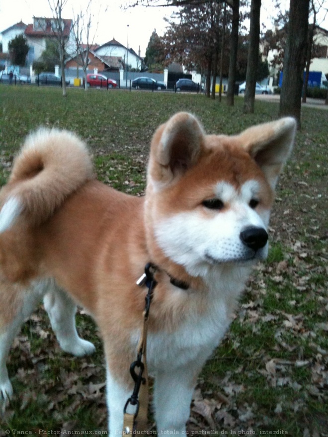 Photo d'Akita inu