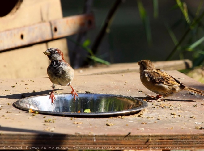 Photo de Moineau