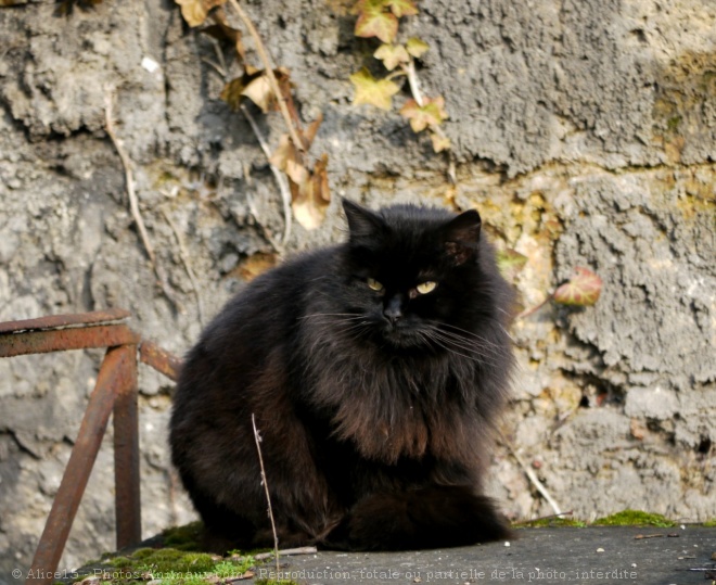 Photo de Chat domestique