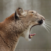 Photo de Puma