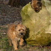 Photo de Border terrier