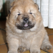 Photo de Chow chow