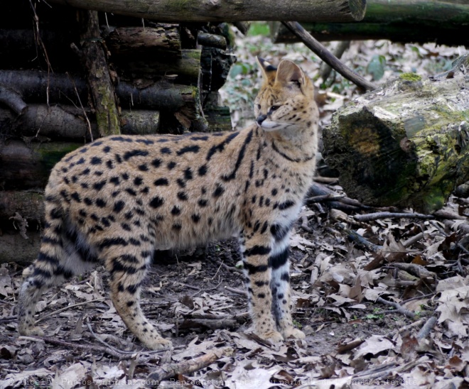 Photo de Serval