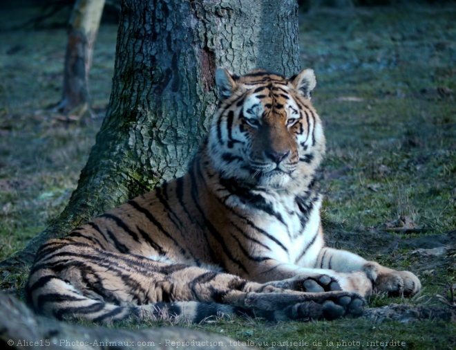 Photo de Tigre