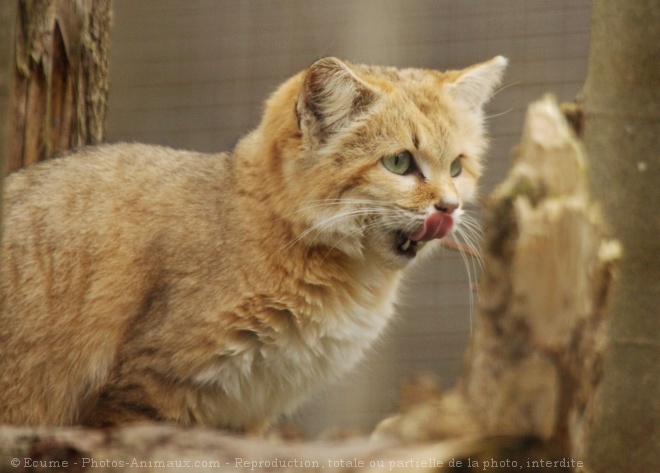 Photo de Chat des sables