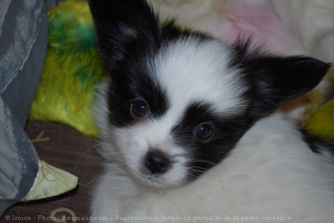 Photo d'Epagneul nain papillon