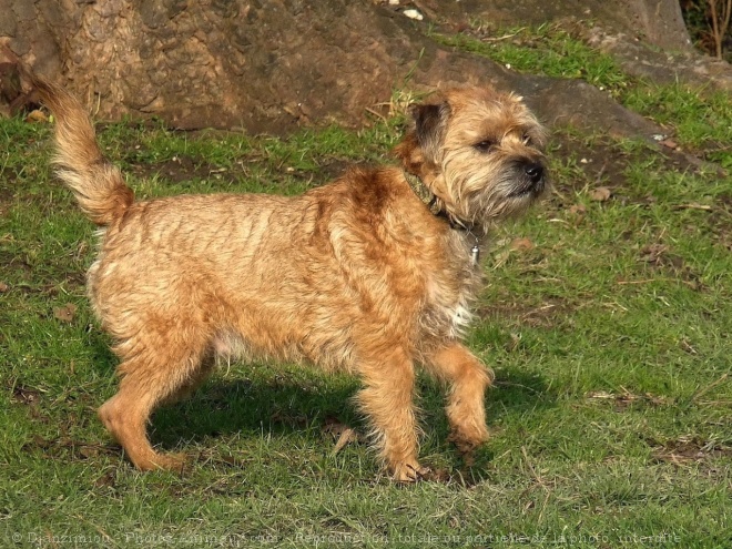 Photo de Border terrier