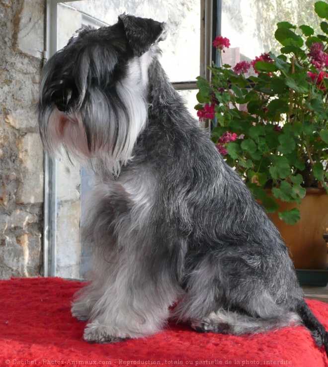 Photo de Schnauzer nain