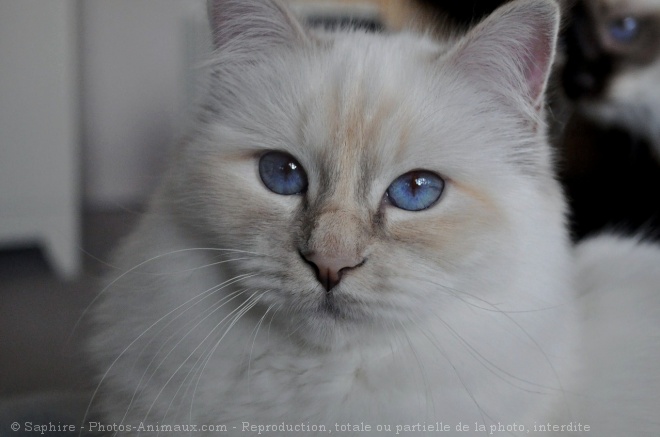 Photo de Sacr de birmanie