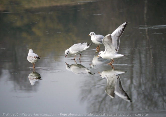 Photo de Mouette