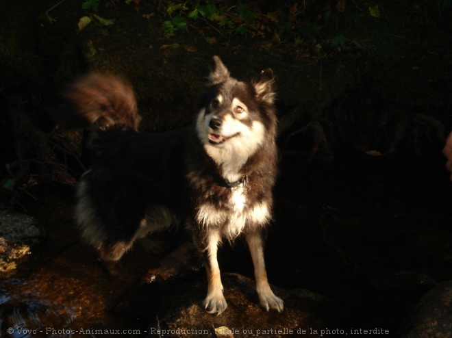 Photo de Chien finnois de laponie