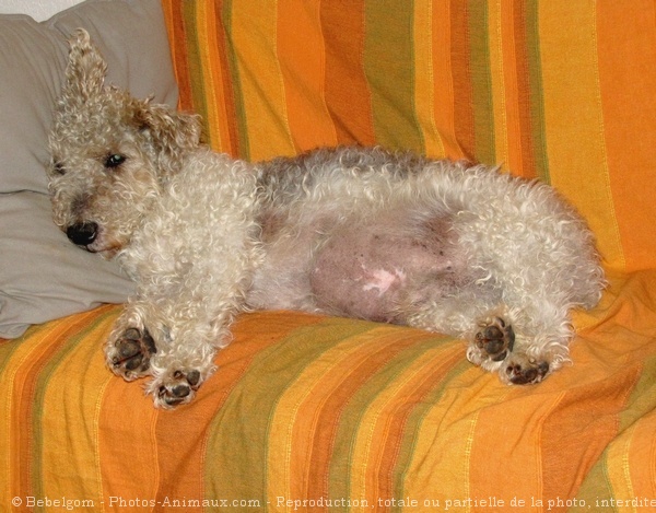 Photo de Fox terrier  poil dur