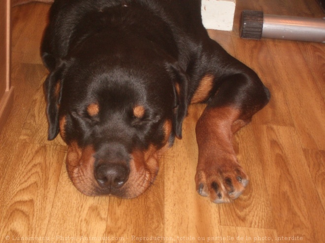 Photo de Rottweiler