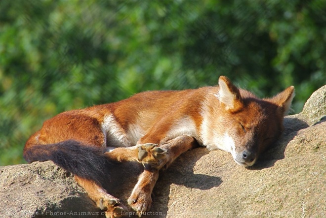 Photo de Dhle - chien sauvage d'asie