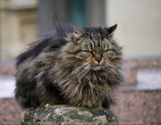 Photo de Chat domestique