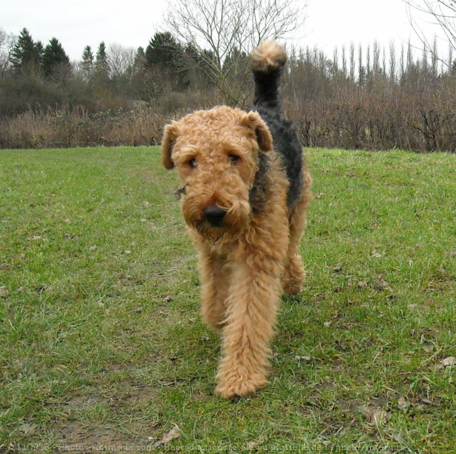 Photo d'Airedale terrier