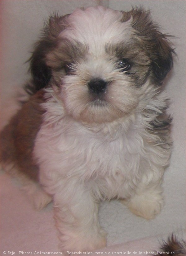 Photo de Shih tzu