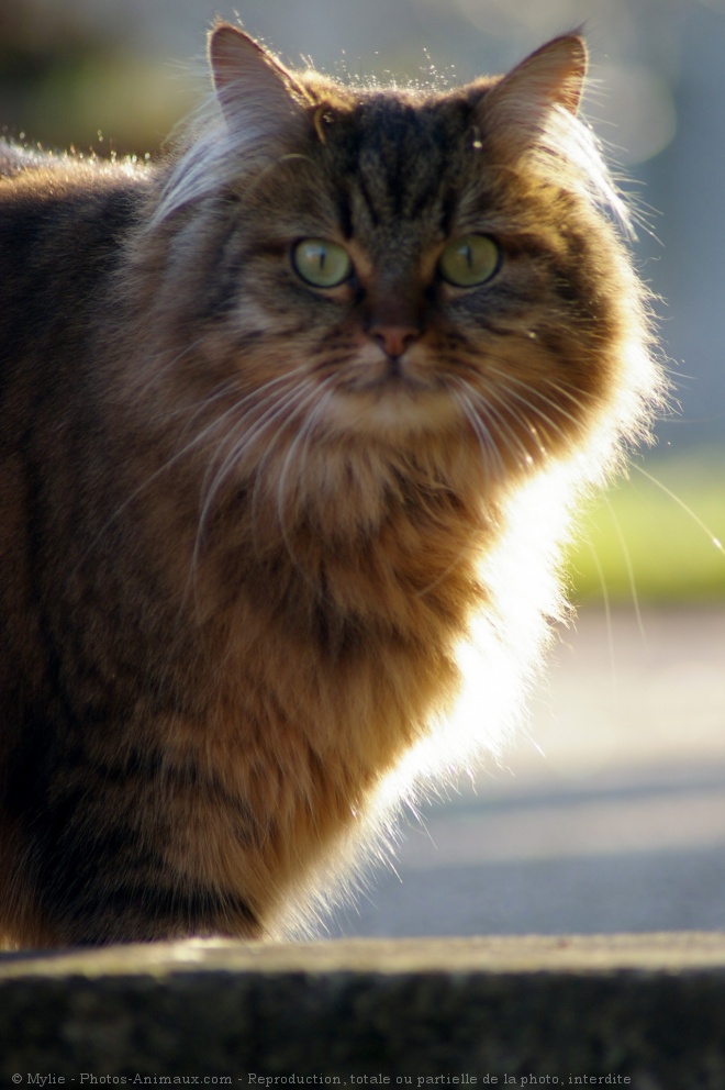 Photo de Chat domestique