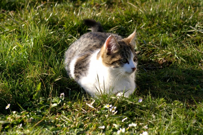 Photo de Chat domestique