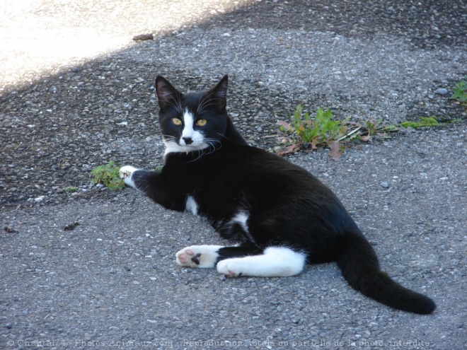 Photo de Chat domestique