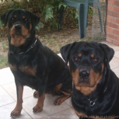 Photo de Rottweiler