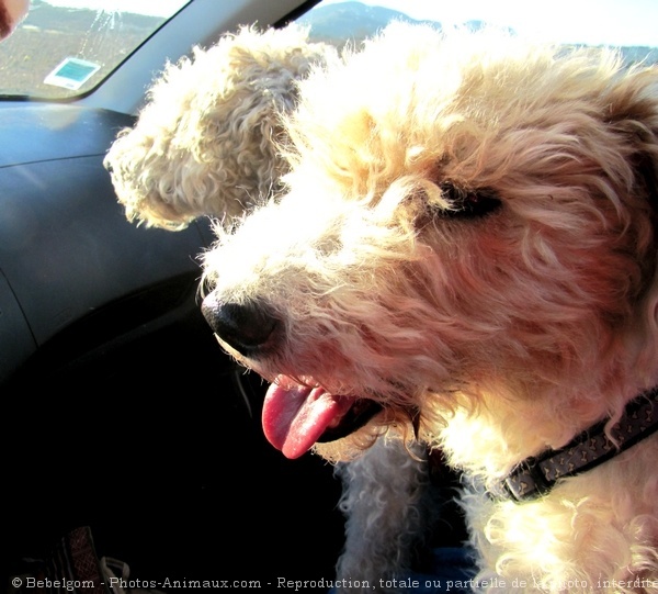 Photo de Fox terrier  poil dur